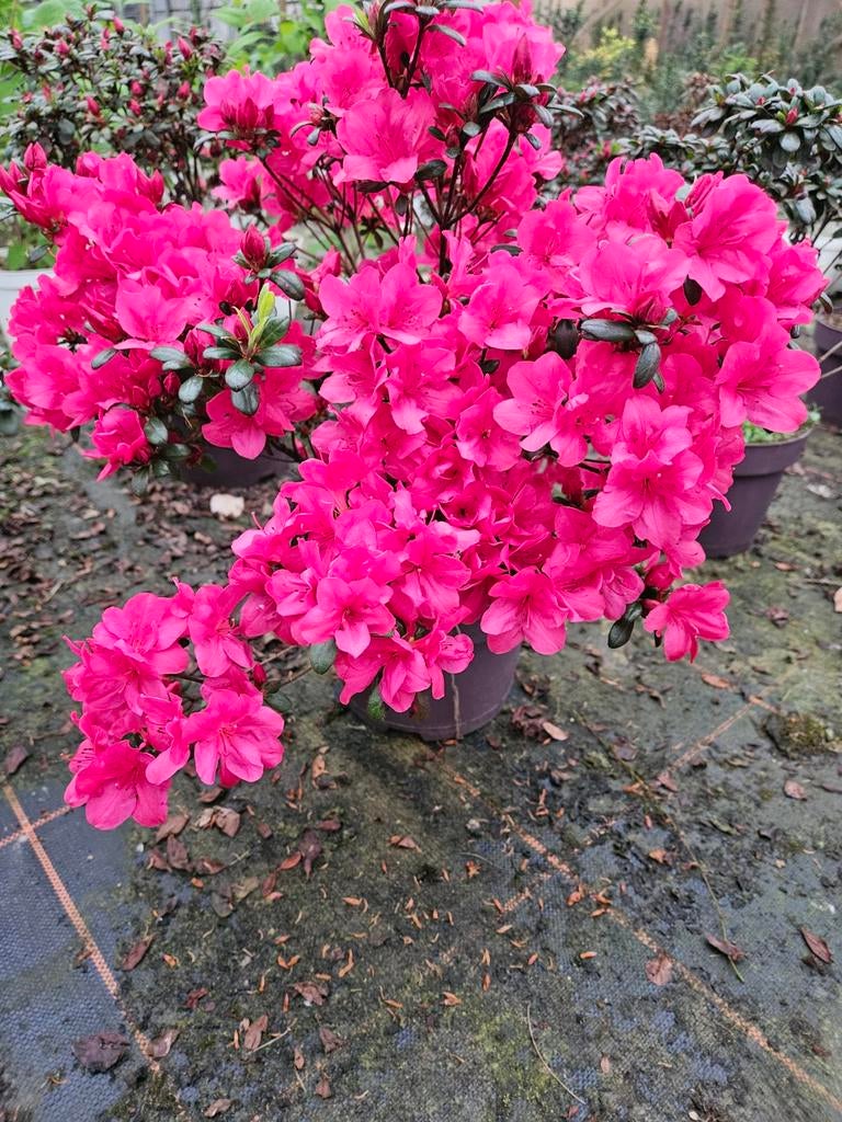 Azalea 'rosalien' te koop!, Vaste plant, Halfschaduw, Lente, Ophalen