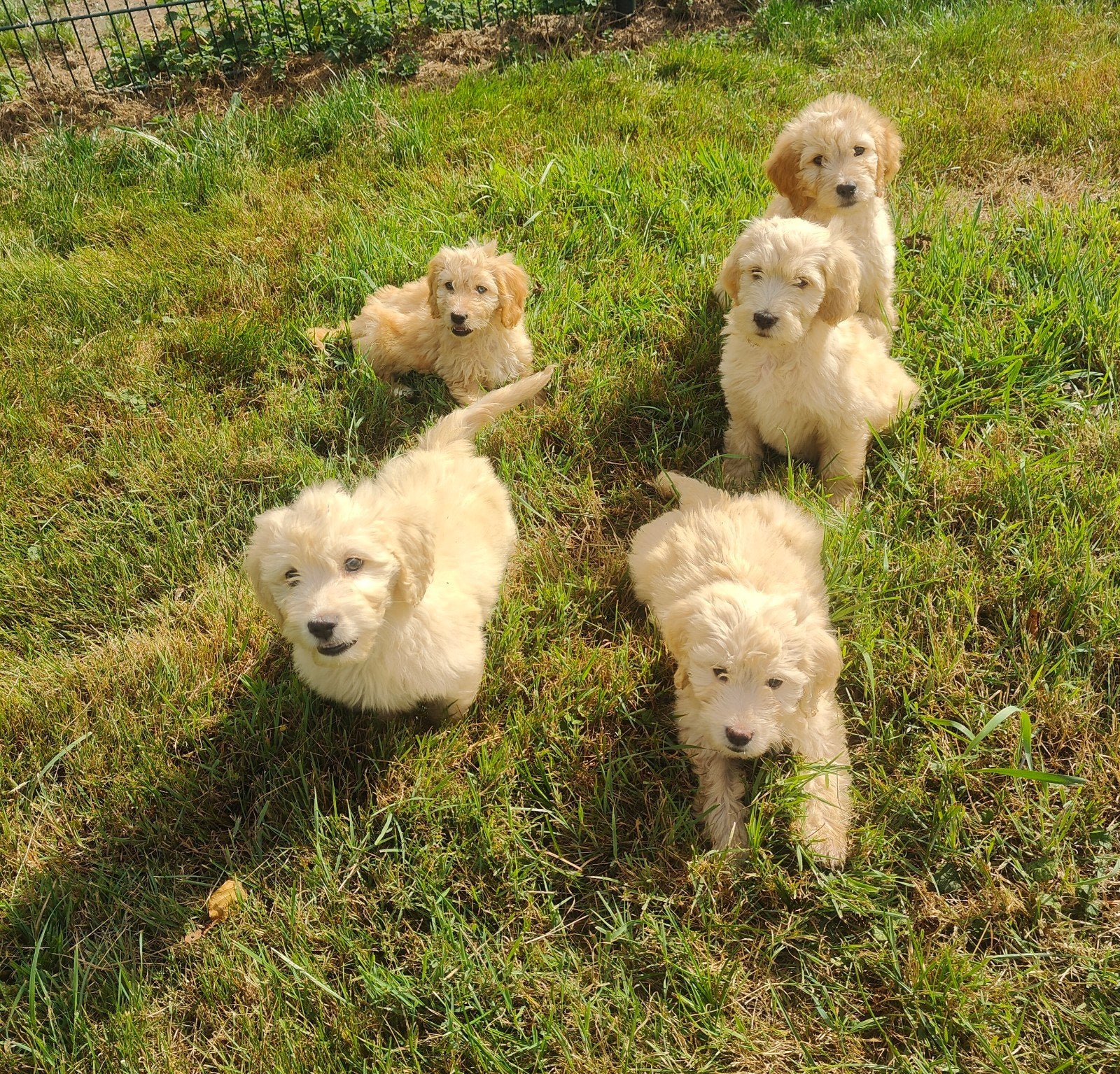Golden cocker doodle puppie,s, Dieren en Toebehoren, Honden | Retrievers, Spaniëls en Waterhonden, Nederland, Overige rassen, CDV (hondenziekte)