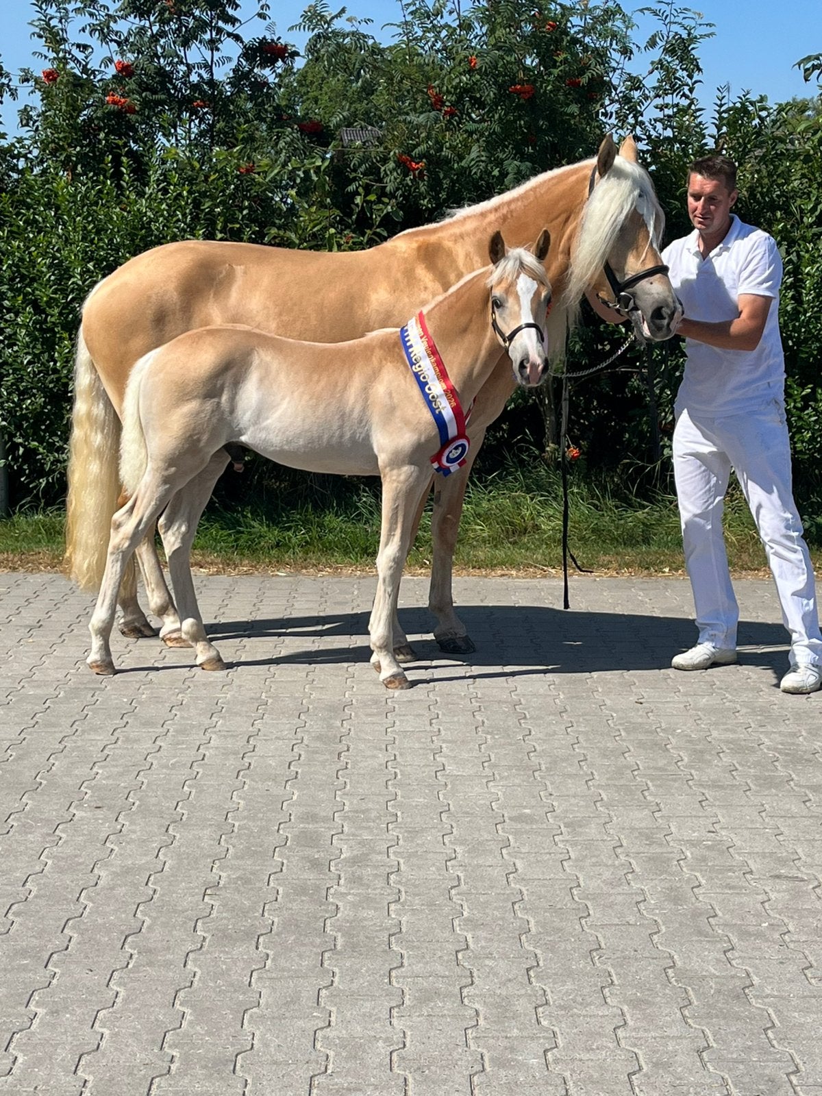 Haflinger hengst veulen, Dieren en Toebehoren, Pony's, E pony (1.48m - 1.57m), Met stamboom, Dressuurpony, Niet van toepassing