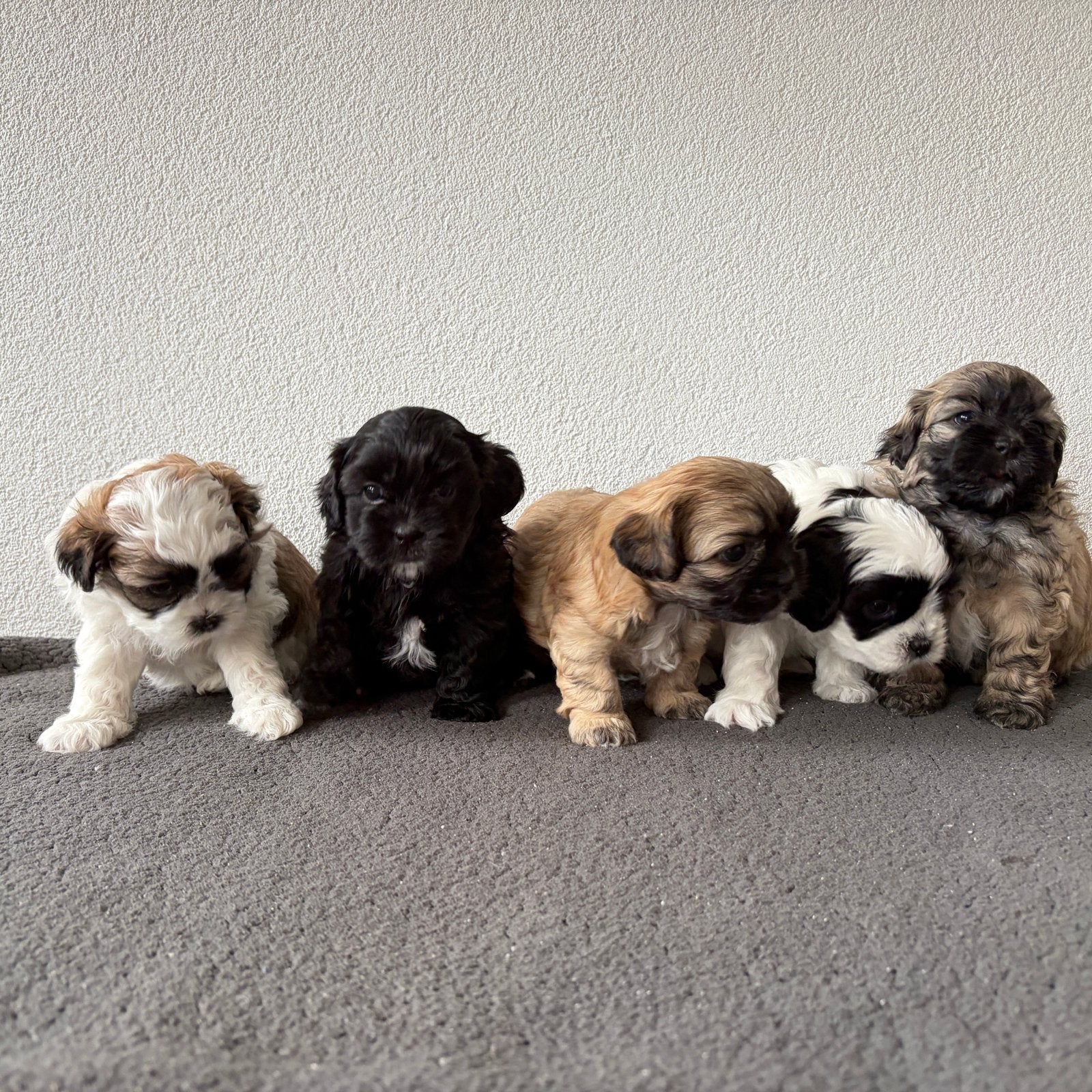 5 prachtige boomer pups ( Maltezer x Shih tzu, Dieren en Toebehoren, Honden | Niet-rashonden, Parvo, 8 tot 15 weken, Meerdere