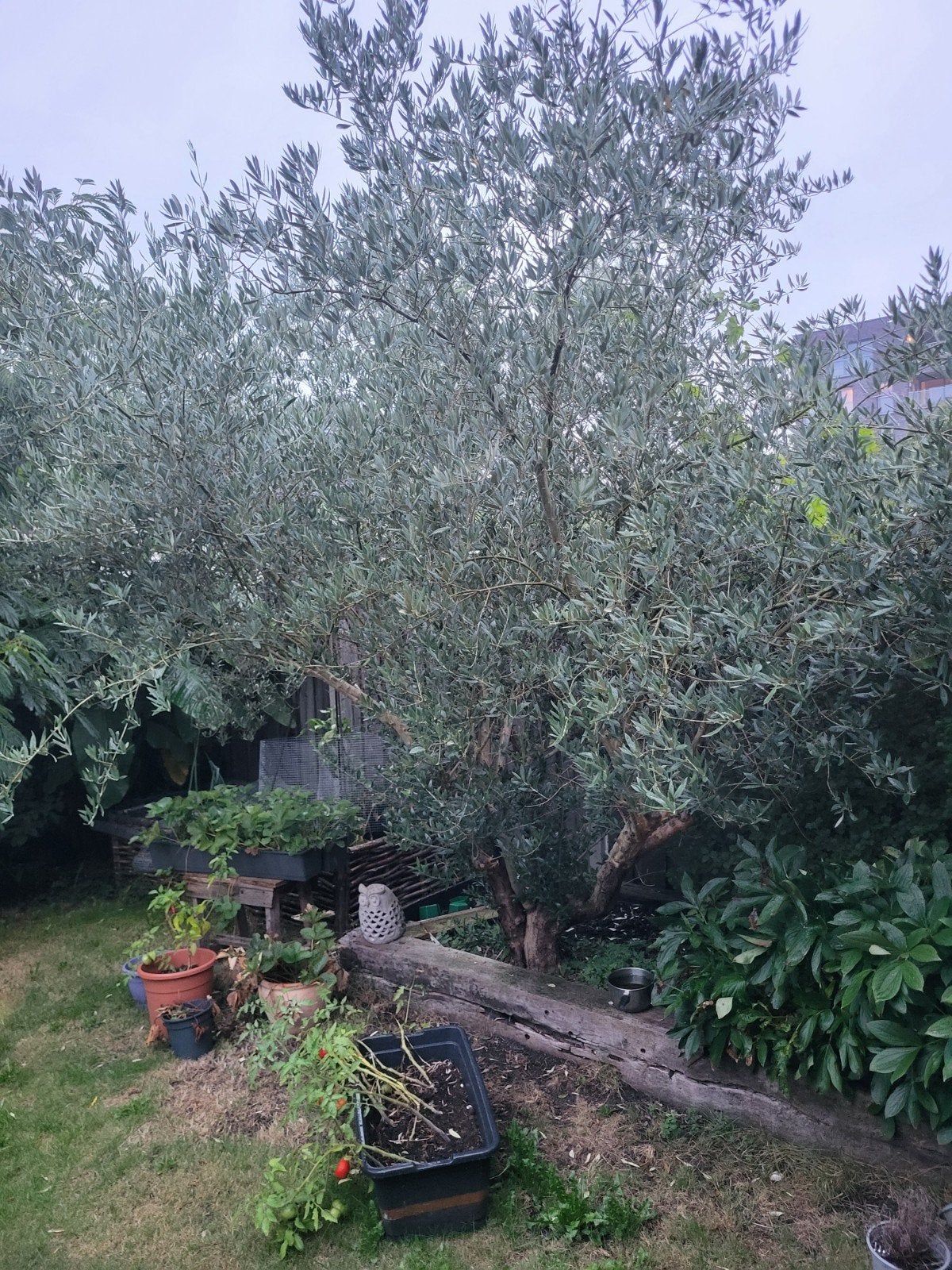 olijfboom, Tuin en Terras, Bloeit niet, Olijfboom, 250 tot 400 cm, Ophalen