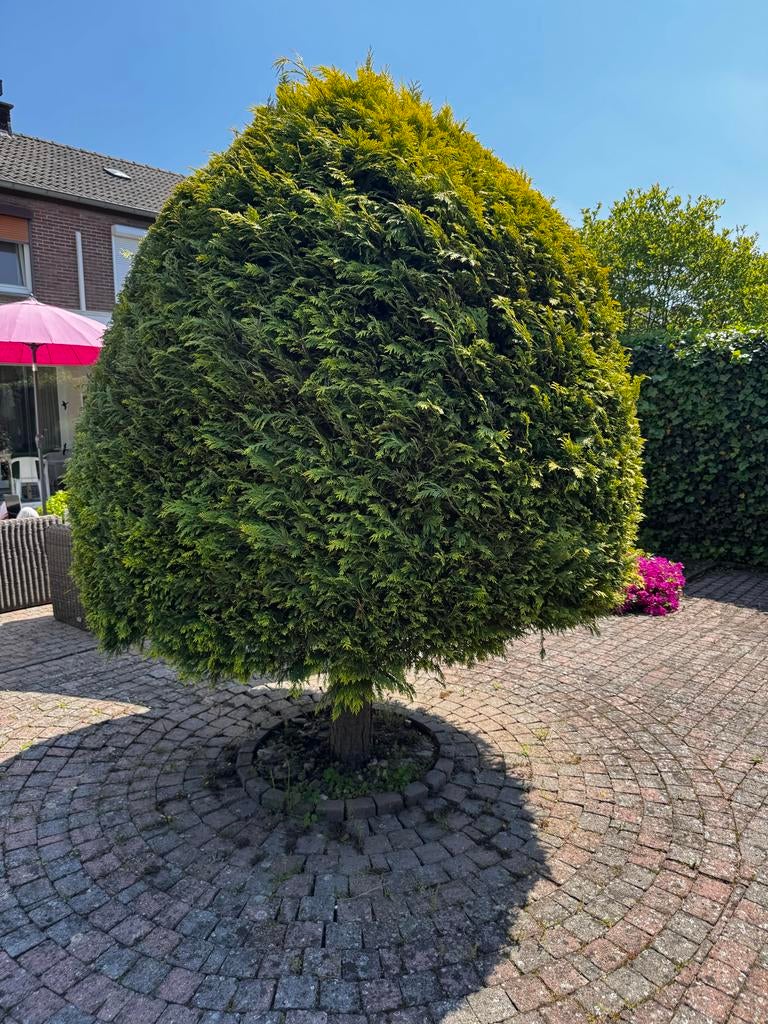 Grote Thuja (Levensboom) van ca. 260 cm zoekt nieuwe plek, Tuin en Terras, Ophalen, Conifeer