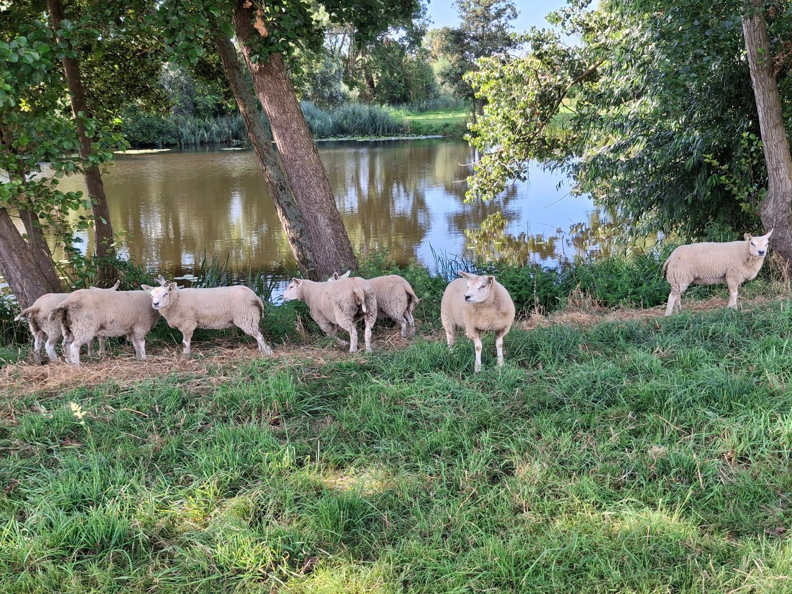 7 Texelaar ooilammeren  zwoegervrij, Dieren en Toebehoren, Vrouwelijk, Schaap