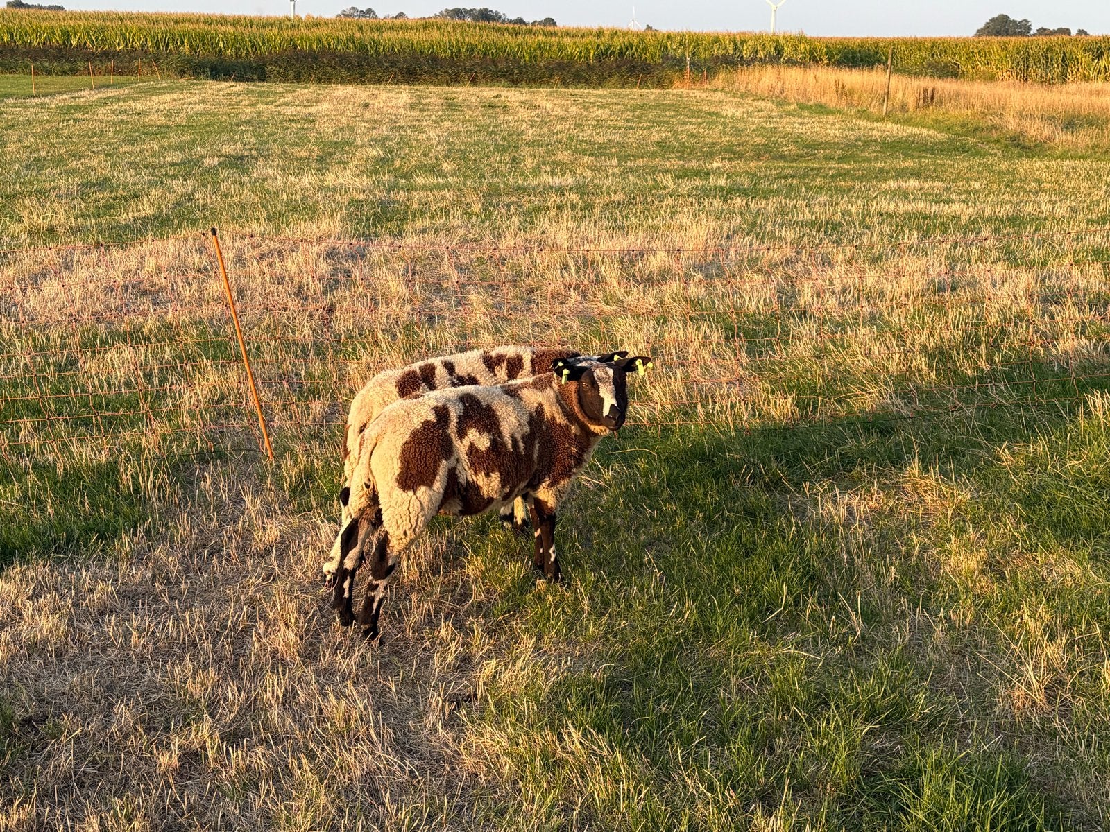 Mooie luxe rammen voor de dekkerij, Mannelijk, Schaap