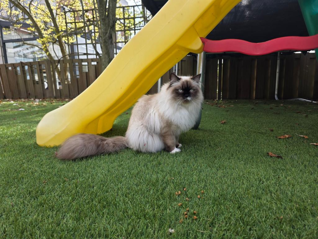 Ragdoll 18.9.2025, Kater, Gechipt, 0 tot 2 jaar