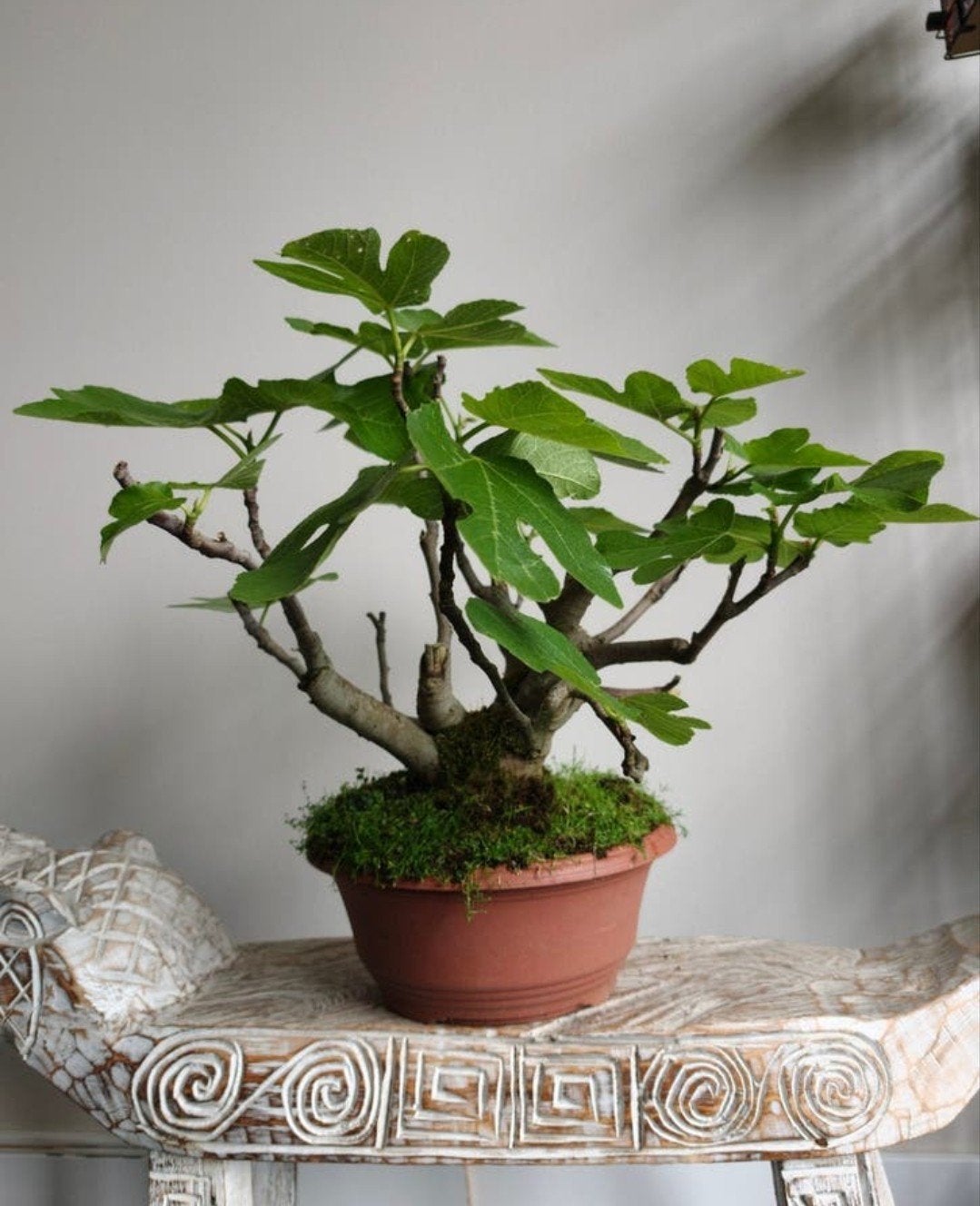 Ficus Carica 'Vijg' bonsai, Huis en Inrichting, Ophalen of Verzenden, Ficus, Halfschaduw, Minder dan 100 cm