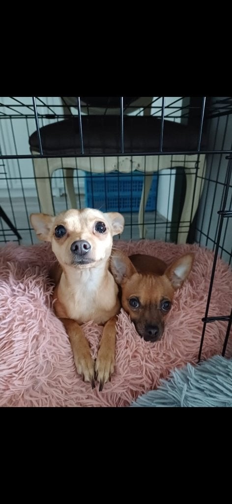 lieve hondjes zoeken een nieuw huisje, Meerdere, Meerdere dieren, Chihuahua, 3 tot 5 jaar