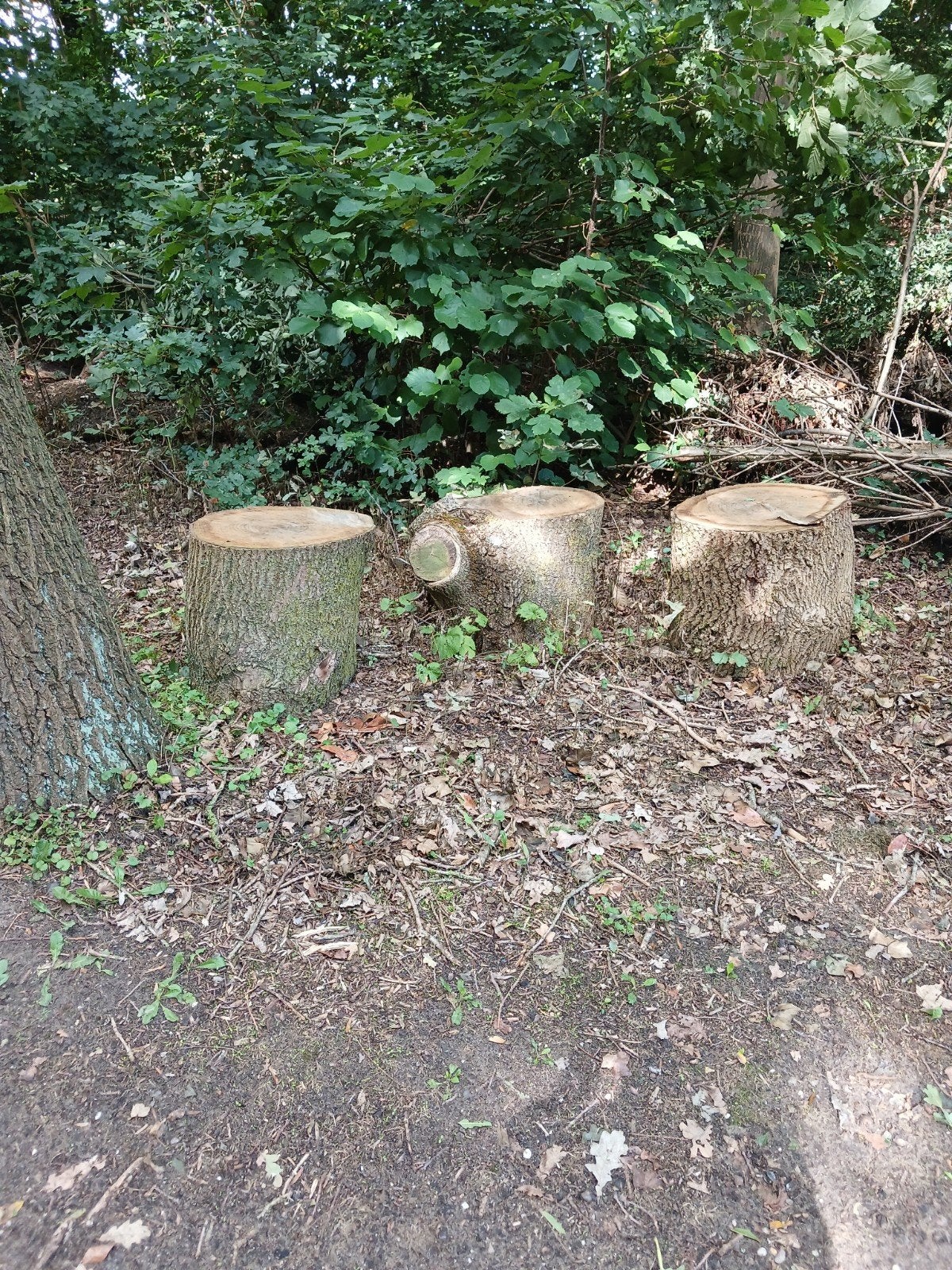 Eiken stammen, Minder dan 3 m³, Ophalen, Eikenhout, Stammen