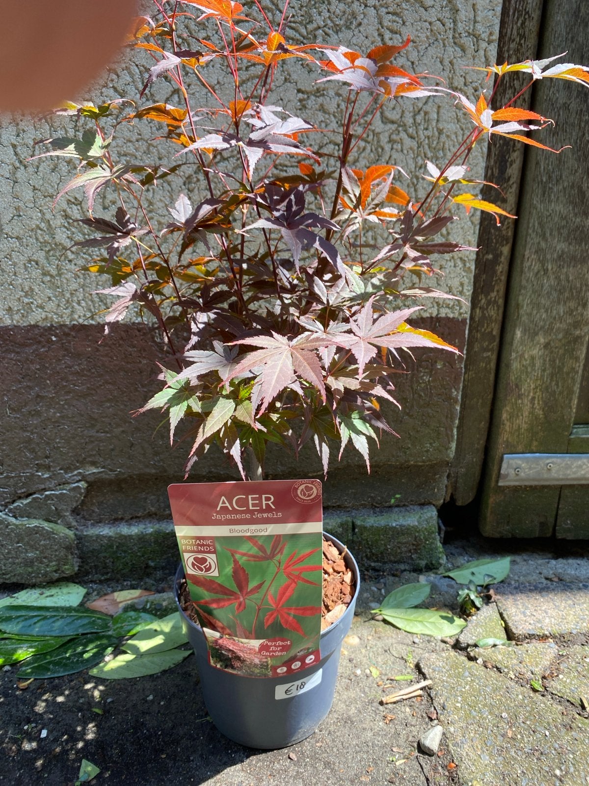 Acer Japanese Jewels 'Bloodgood' - Japanse Esdoorn, Tuin en Terras, Planten | Struiken en Hagen, Ophalen, Esdoorn, Struik, Minder dan 100 cm