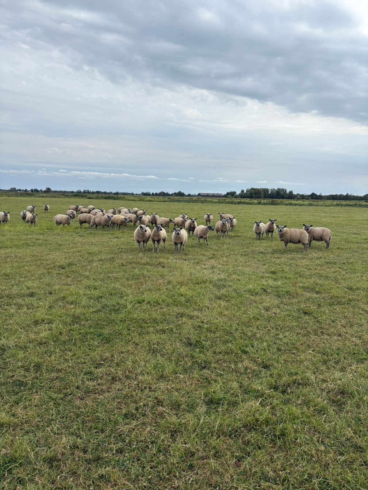 bleu du maine x texelaar, Dieren en Toebehoren