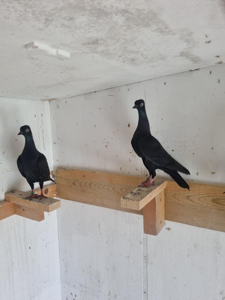 Weense middensnaveltuimelaar, Dieren en Toebehoren, Meerdere dieren, Tuimelaar of Roller