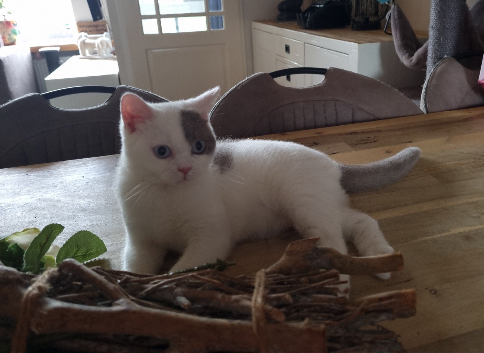 Britse/Brits Korthaar kitten met stamboom.hij mag gelijk mee, Dieren en Toebehoren, Kater, Met stamboom