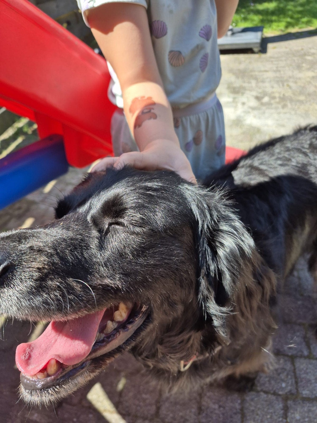 Friese Stabij, Parvo, Teef, Eén hond, 3 tot 5 jaar