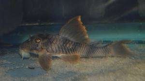 L-Nummers: L076 Peckoltia sp., Vis, Zoetwatervis