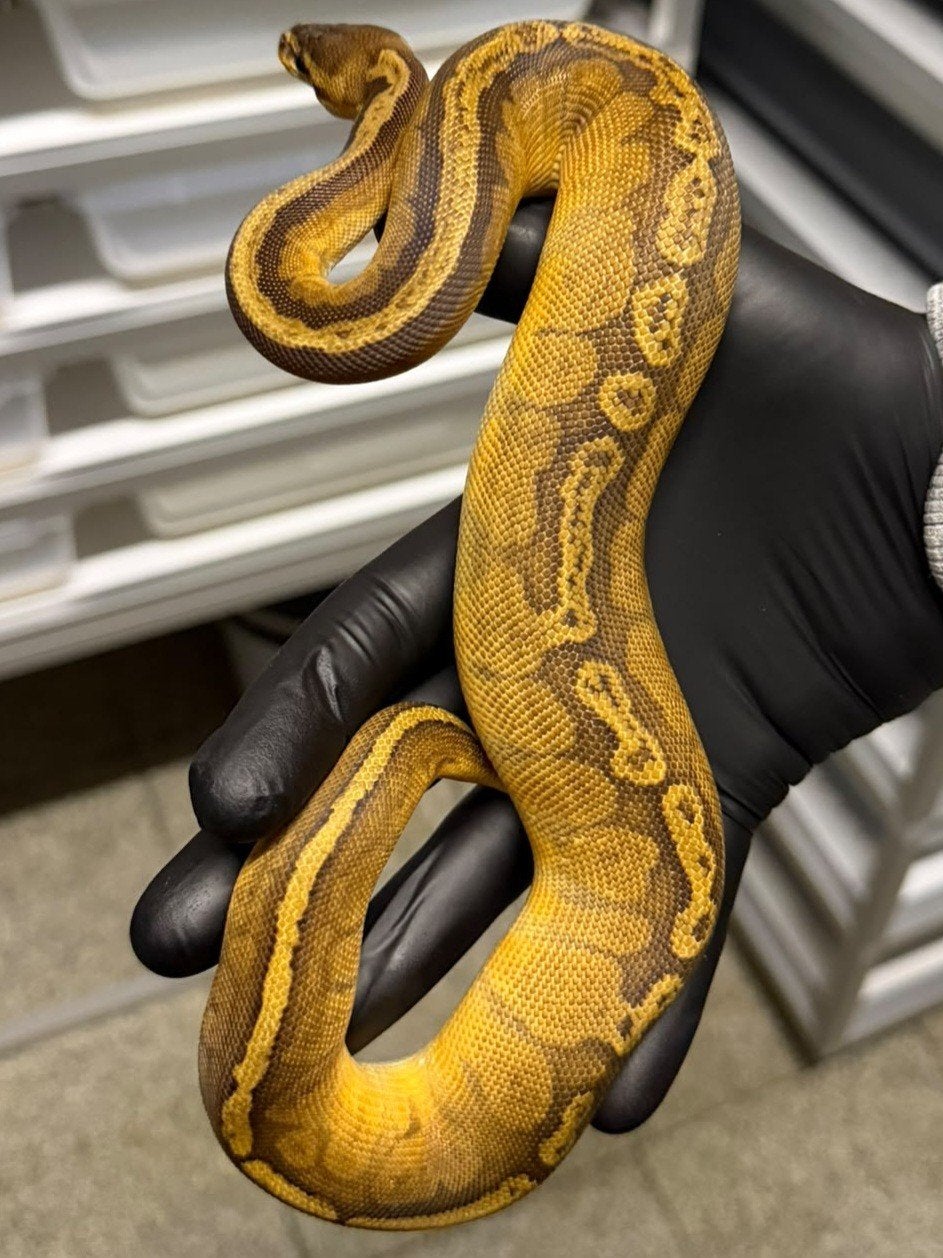 0.1 Sunset 50% het ultramel Ball Python - male for sale from Yves Duriau