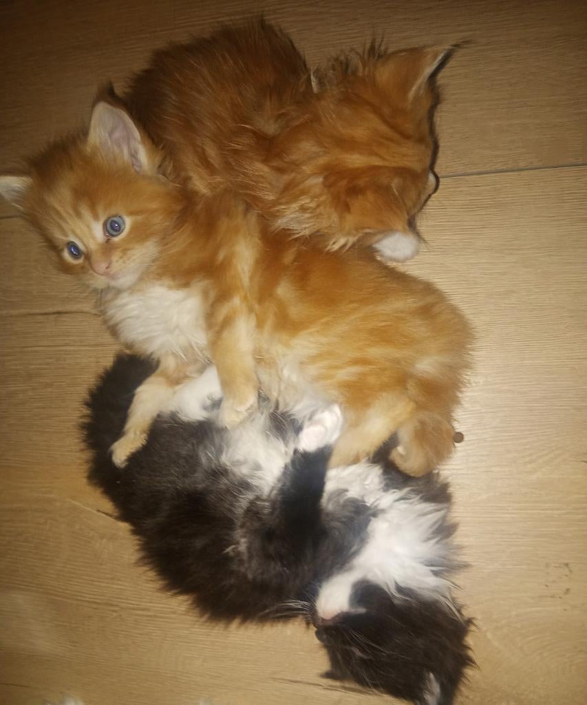 Russische Maine Coon kittens met stamboom, Dieren en Toebehoren, Meerdere dieren, Met stamboom, 0 tot 2 jaar