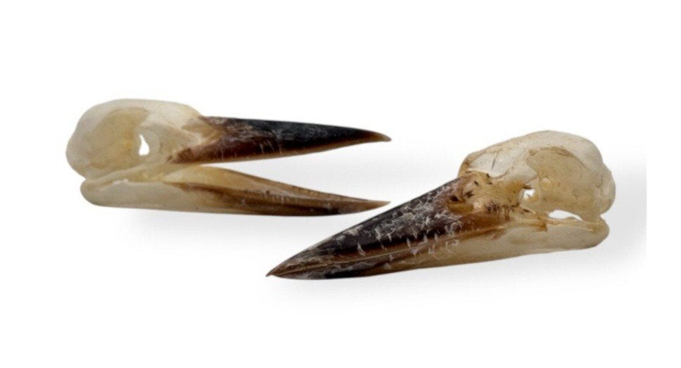 Witkraag ijsvogel schedels, opgezette., Ophalen of Verzenden, Nieuw, Opgezet dier