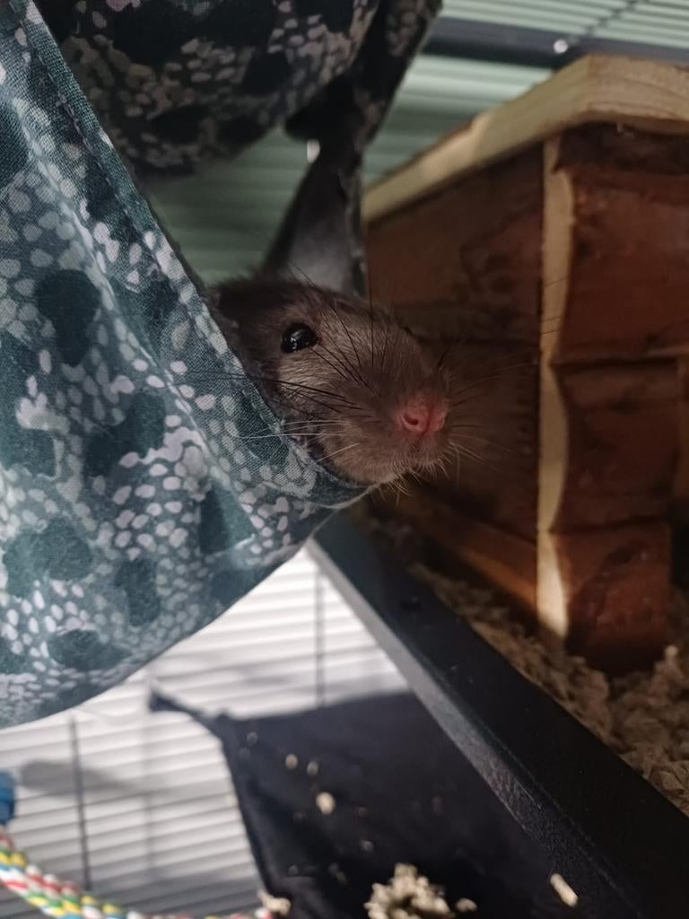 Lieve tamme dumbo ratjes, Dieren en Toebehoren, Knaagdieren, Rat, Mannelijk, December, Tam
