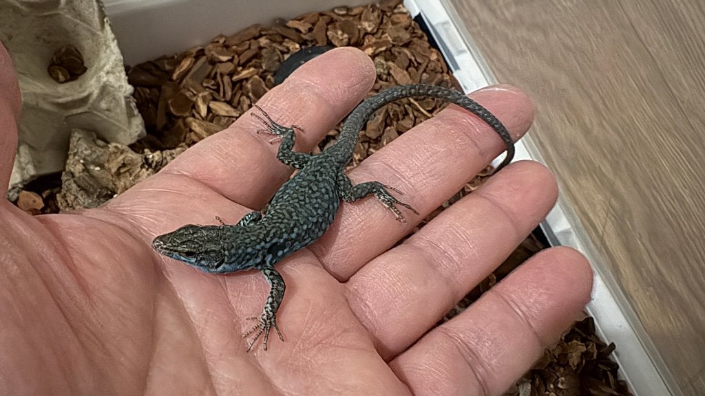 Podarcis siculus paulae, Dieren en Toebehoren, Reptielen en Amfibieën, Hagedis, 0 tot 2 jaar