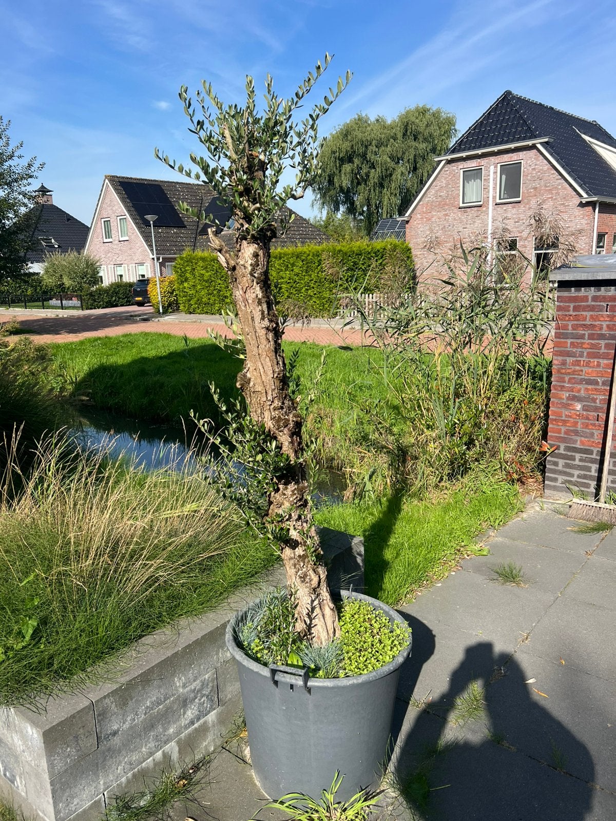 Olijfboom 225 hoog, Tuin en Terras, Bloeit niet, 100 tot 250 cm, Olijfboom, Ophalen