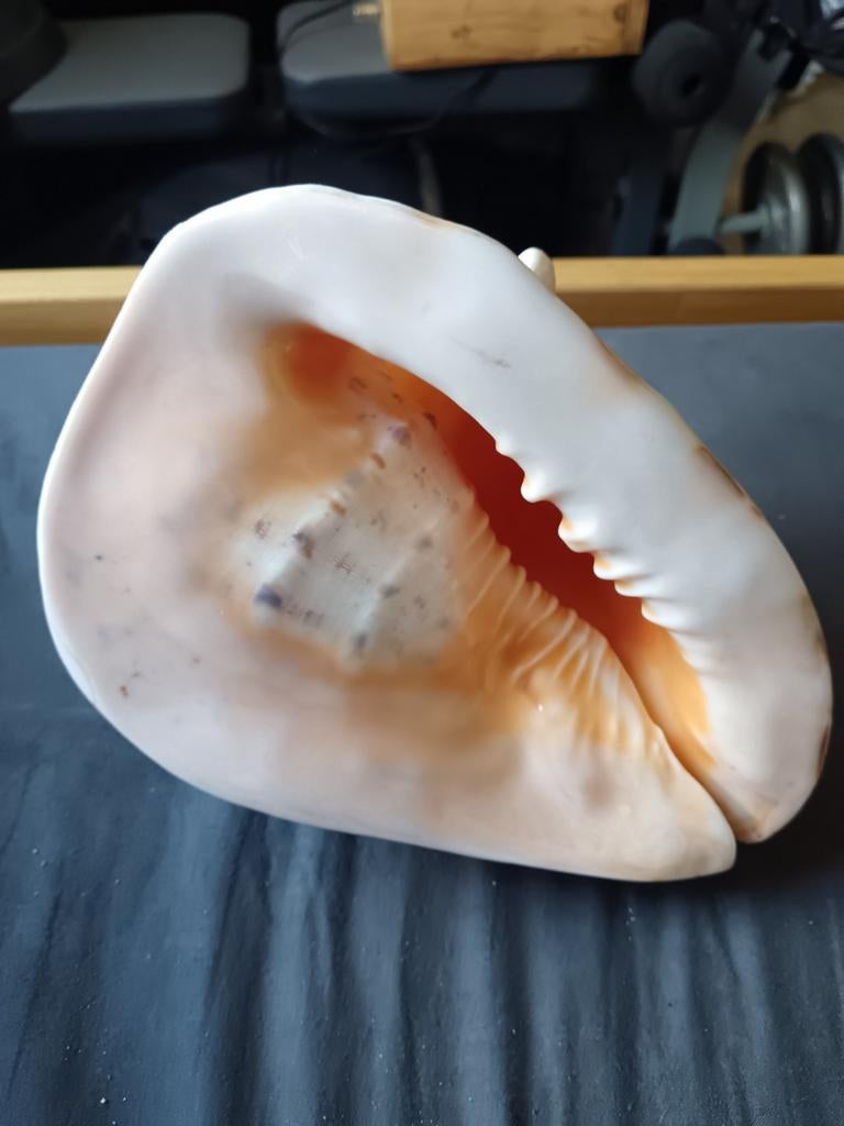 Grote Cassis Cornuta Schelp - Helm Hoornschelp, Ophalen of Verzenden, Gebruikt, Overige soorten, Overige typen