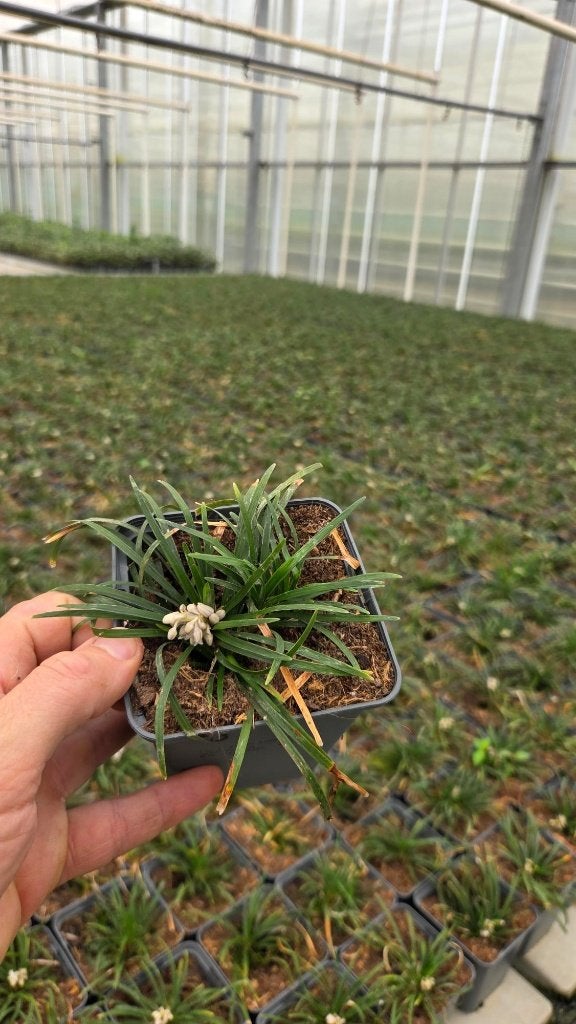 Ophiopogon jap. minor - Slangebaard - prachtig, Ophalen of Verzenden, Vaste plant, Bodembedekkers, Volle zon