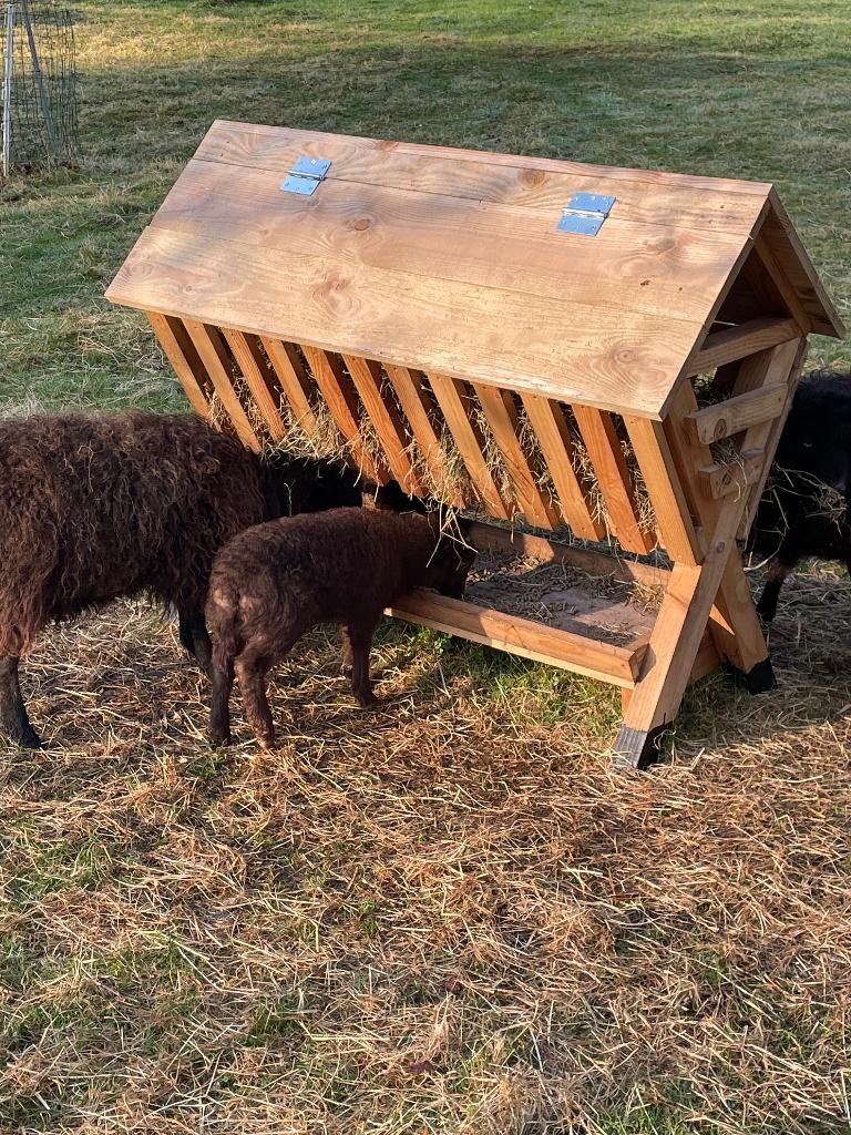 Te reserveren: Ouessant ram bruin 2026, Dieren en Toebehoren, Mannelijk, Schaap, 0 tot 2 jaar