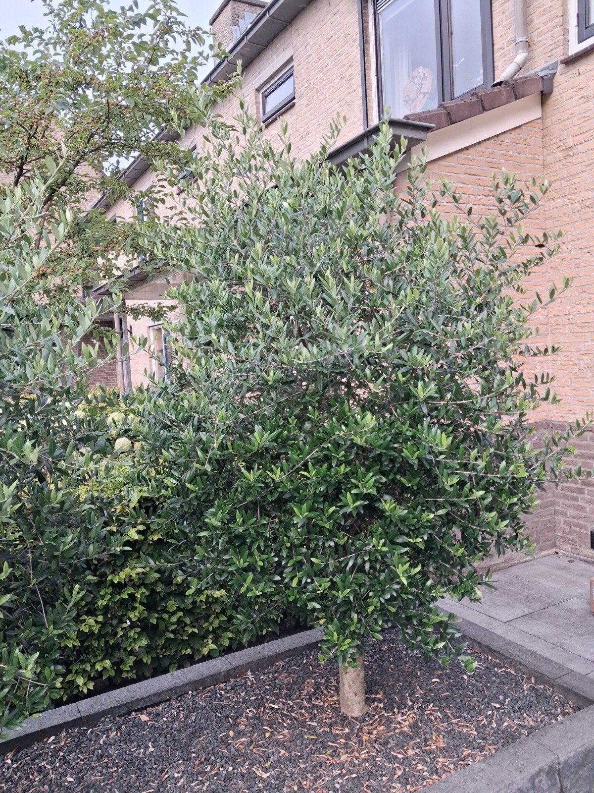 Twee jonge olijfbomen van vier jaar oud, Tuin en Terras, Planten | Bomen, Ophalen of Verzenden, Lente, 100 tot 250 cm, Olijfboom