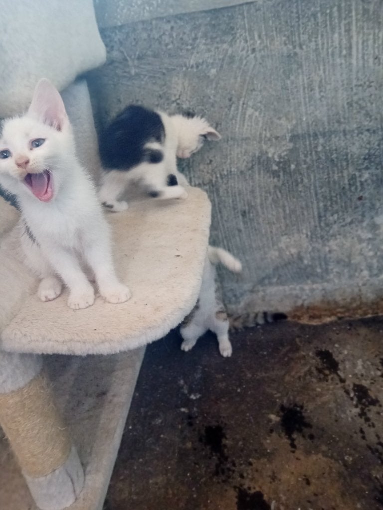 schattige speelse kittens, Meerdere dieren, Kortharig, 0 tot 2 jaar