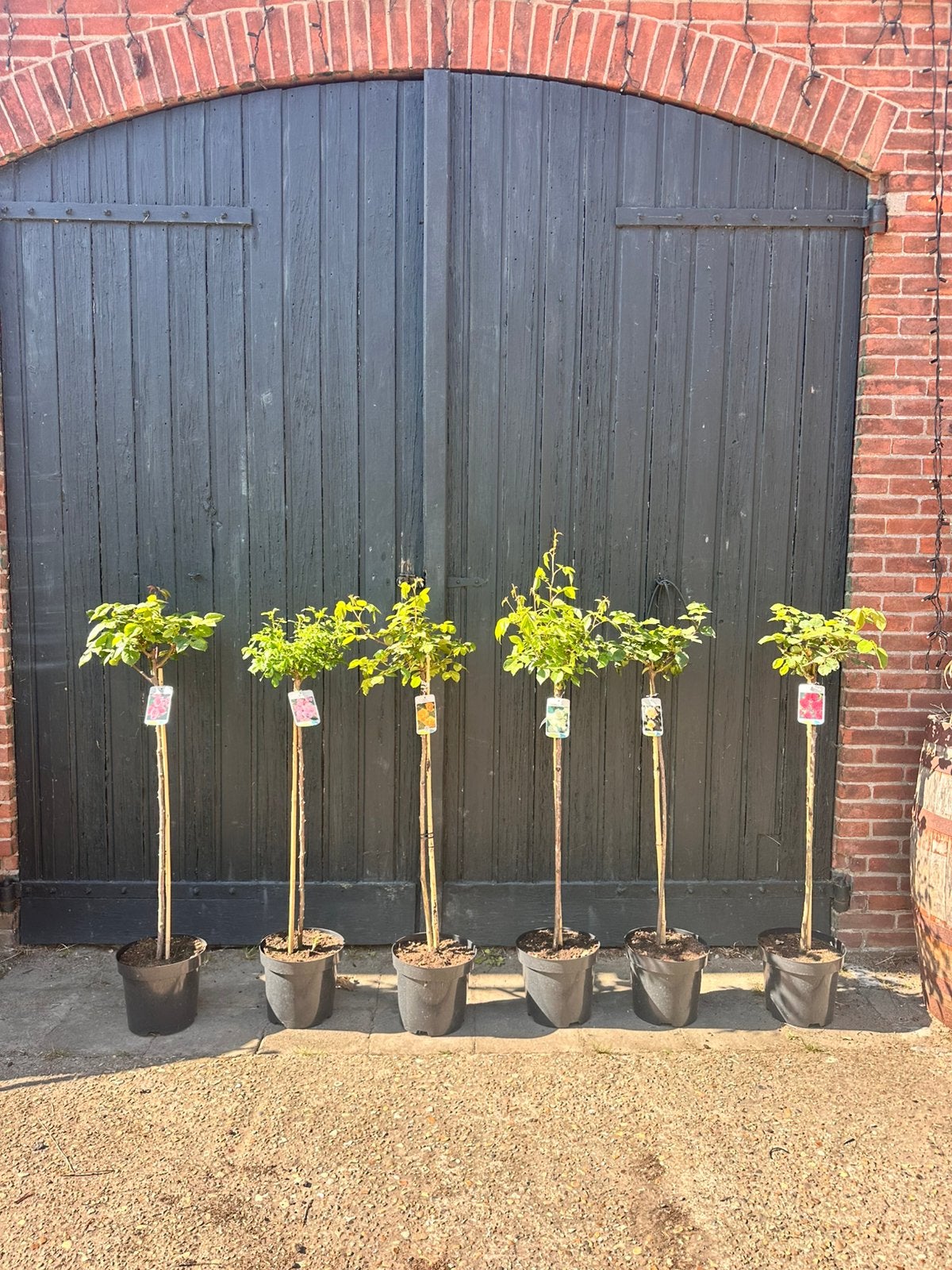 Verschillende soorten stamrozen. Stam is 90 cm hoog., Ophalen of Verzenden, Minder dan 100 cm, Overige soorten, Lente