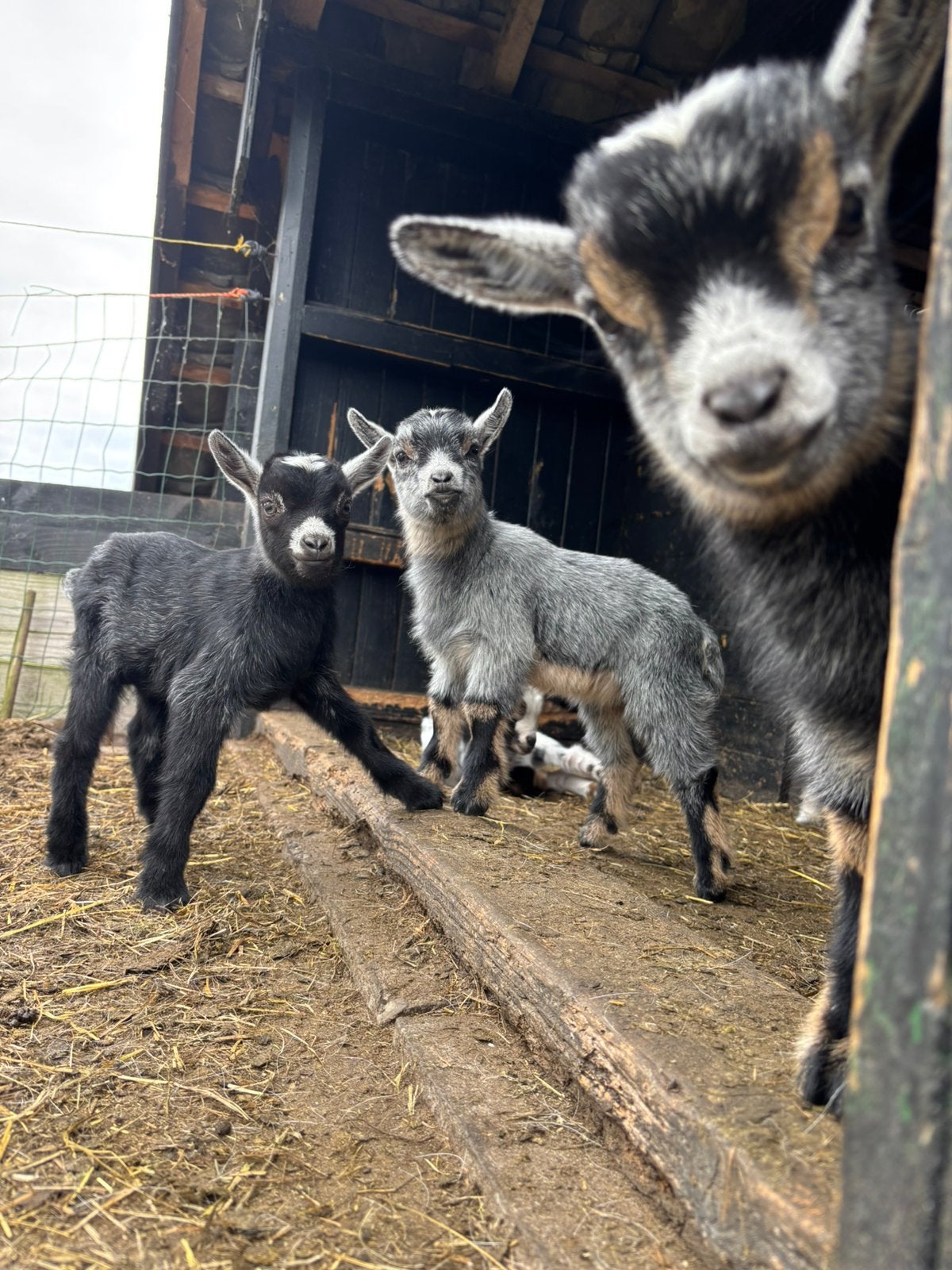 Hele mooie jonge geitjes te koop!🐐, Meerdere dieren, Geit, 0 tot 2 jaar