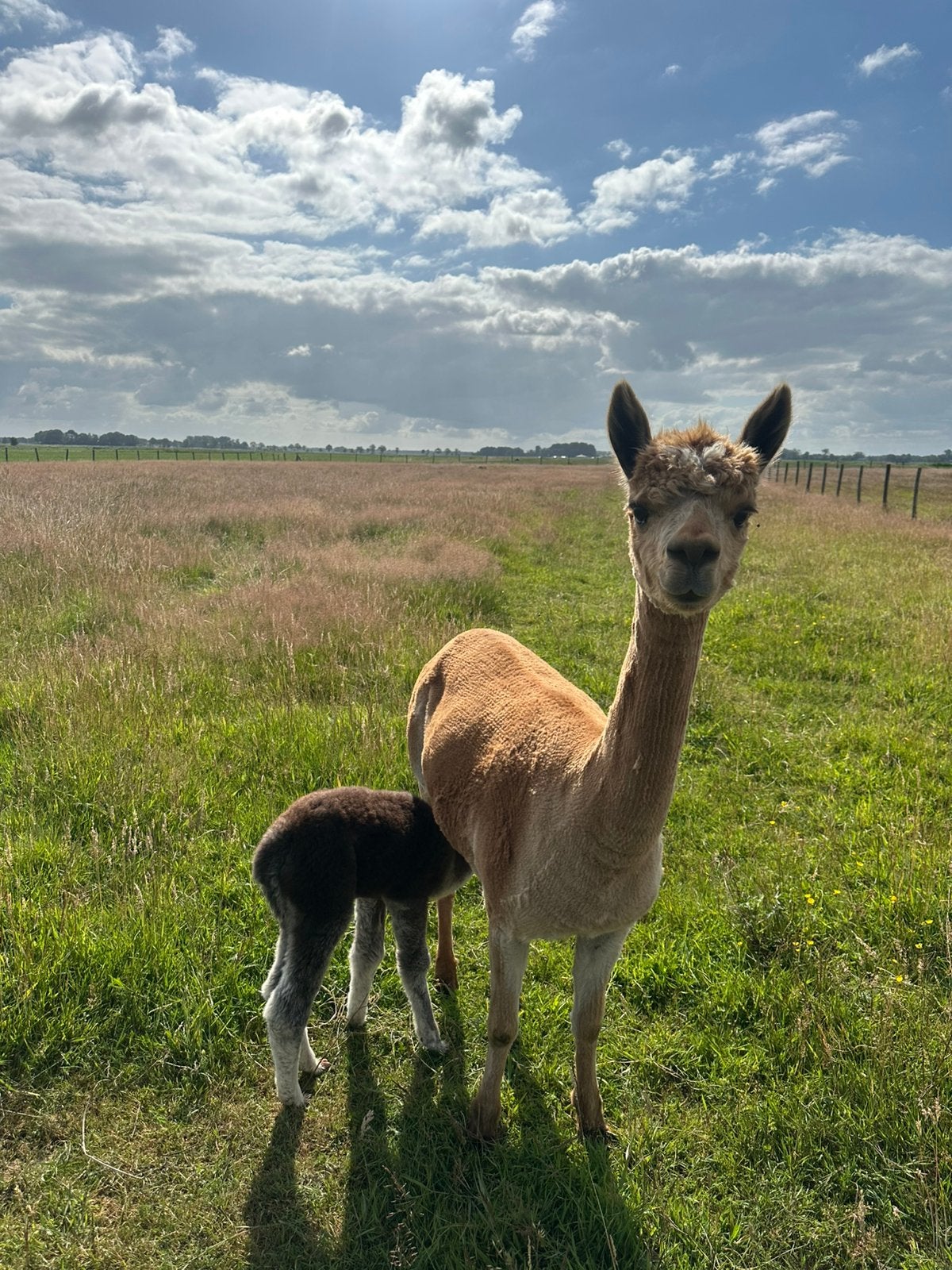 Alpaca merries en veulens, Dieren en Toebehoren, Juni, Meerdere dieren