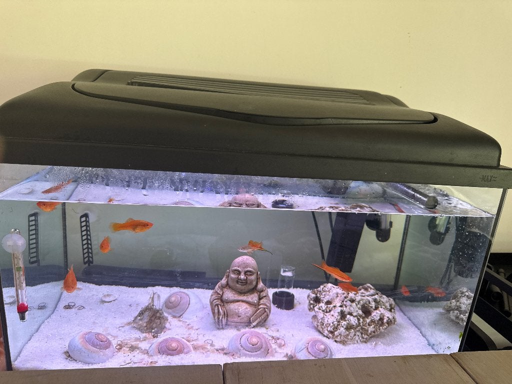 Aquarium met vissen, Dieren en Toebehoren, Ophalen, Overige merken, Inclusief vissen, Gevuld zoetwateraquarium
