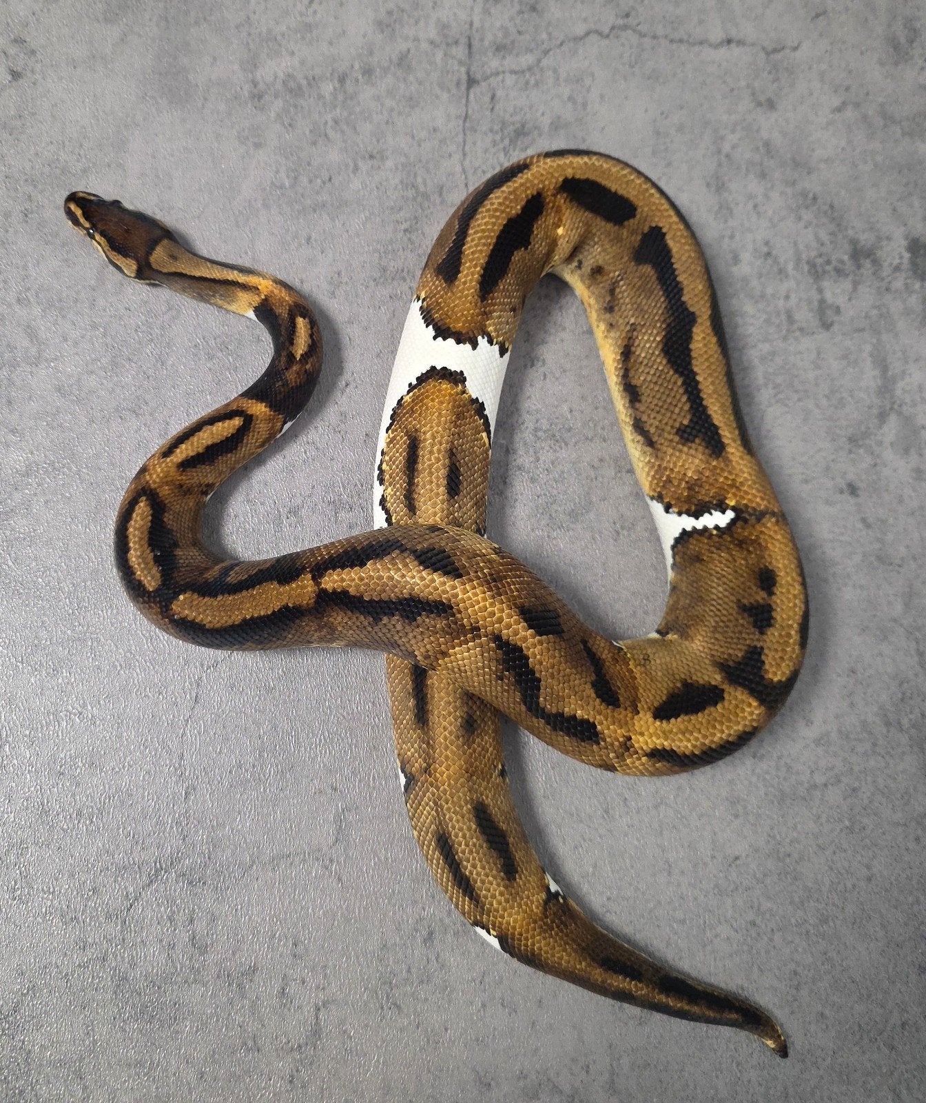 Paradox Piebald 100%Lavender Albino️♂️  bewezen kweekman Ball Python photo 2