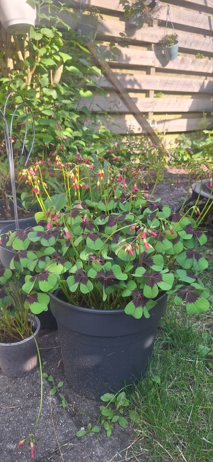 Oxalis triangularis, Ophalen, Overige soorten