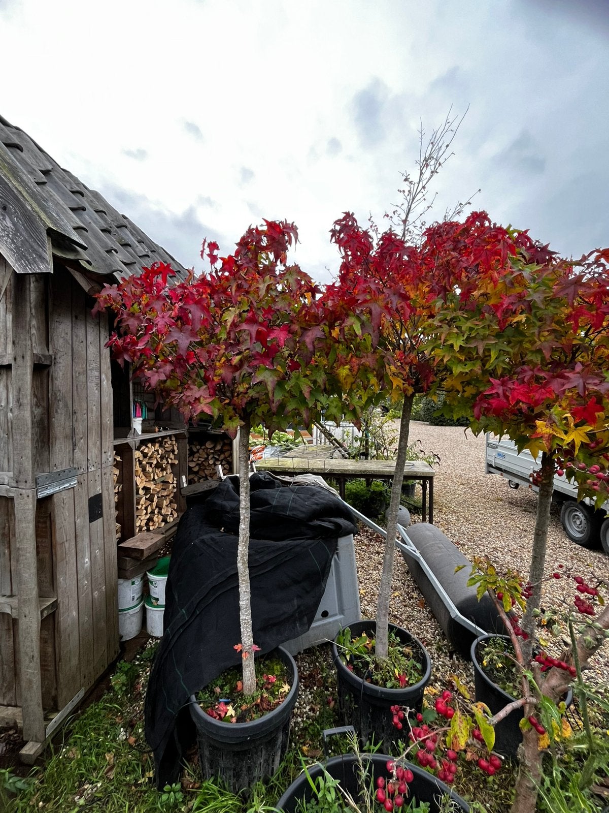 Amberboom op stam, Tuin en Terras, Herfst, Halfschaduw, 100 tot 250 cm, Ophalen