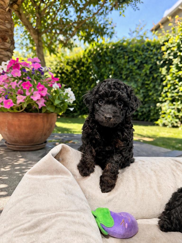 Maltipoo pups vader/moeder getest, Overige rassen, 8 tot 15 weken, Parvo, Meerdere