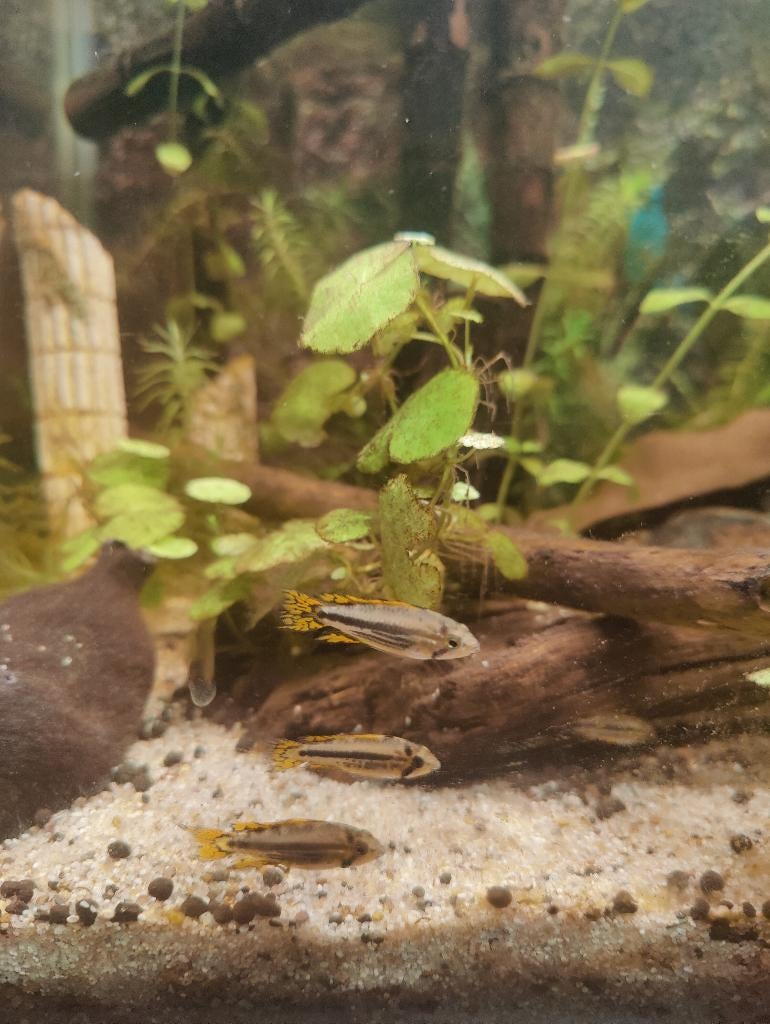Apistogramma cacatuoides, Vis