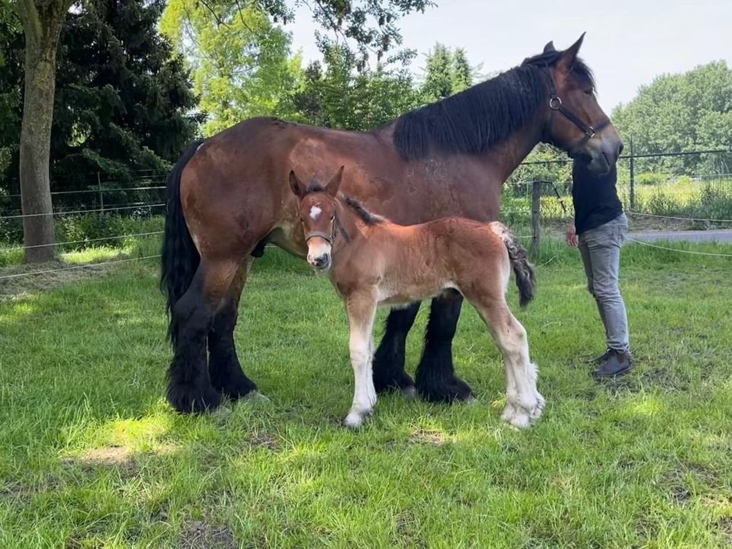 Mooie bruine trekpaard merrie met bruin hengstveulen, Dieren en Toebehoren, Paarden, Merrie, 0 tot 2 jaar, Recreatiepaard