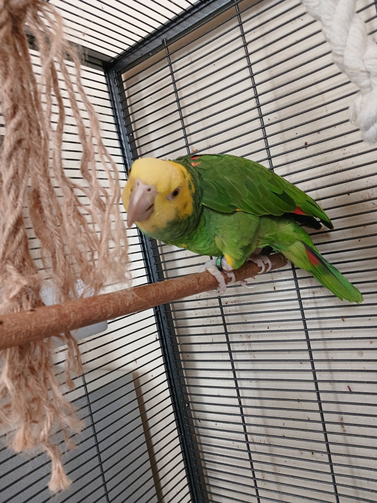 Dubbele Geelkopamazone (Amazona oratrix) – Man – Met papiere, Dieren en Toebehoren, Mannelijk, Papegaai, Pratend