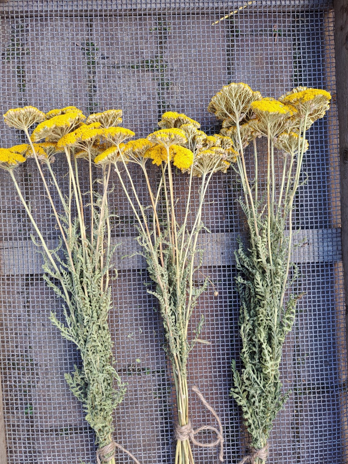 Droogbloemen Achillea, geel duizendblad, droogboeket, Ophalen of Verzenden, Nieuw