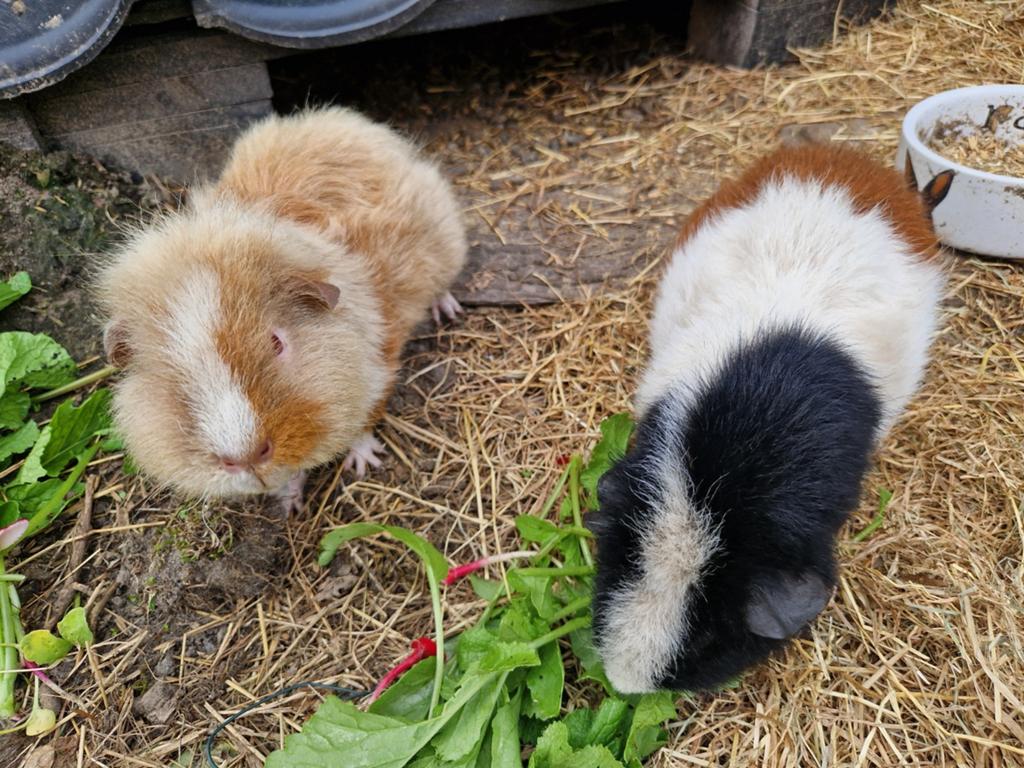 2 cavia's, Cavia, Mannelijk, Januari, Tam