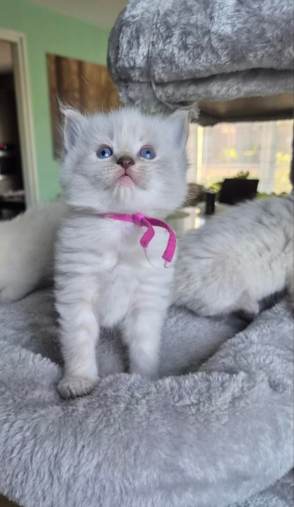Ragdoll kittens  gereserveerd