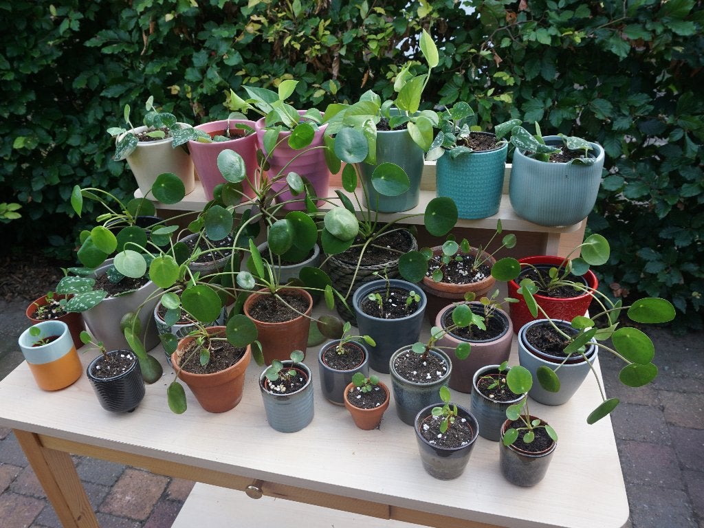 Diverse Kamerplanten, Ophalen, Overige soorten, Halfschaduw, In pot