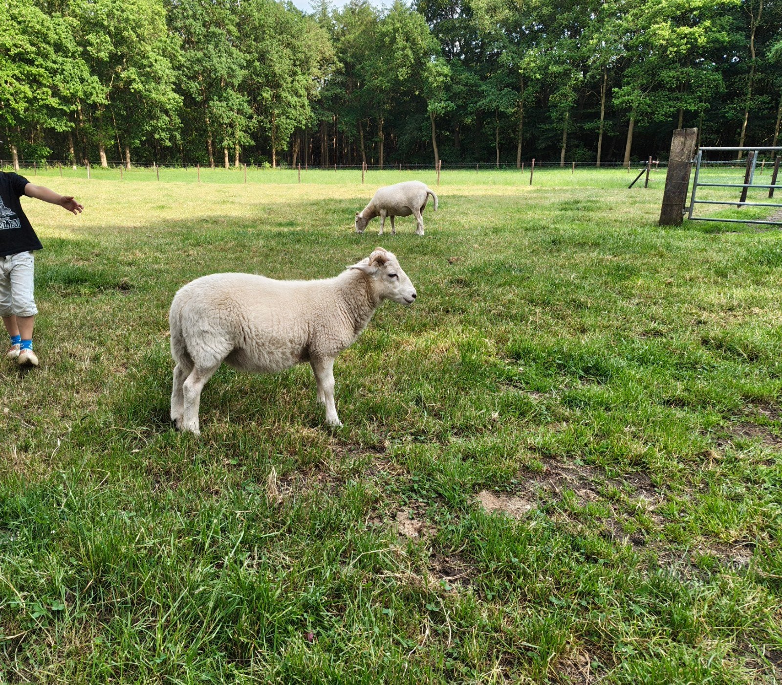 Wiltshire horn lam, Mannelijk, Schaap, 0 tot 2 jaar