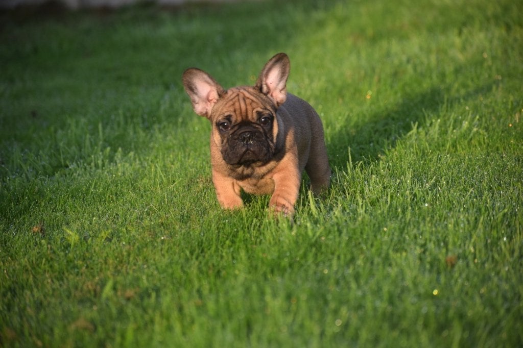 Franse bulldog pup, Dieren en Toebehoren, 15 weken tot 1 jaar, Reu, Buitenland, Bulldog