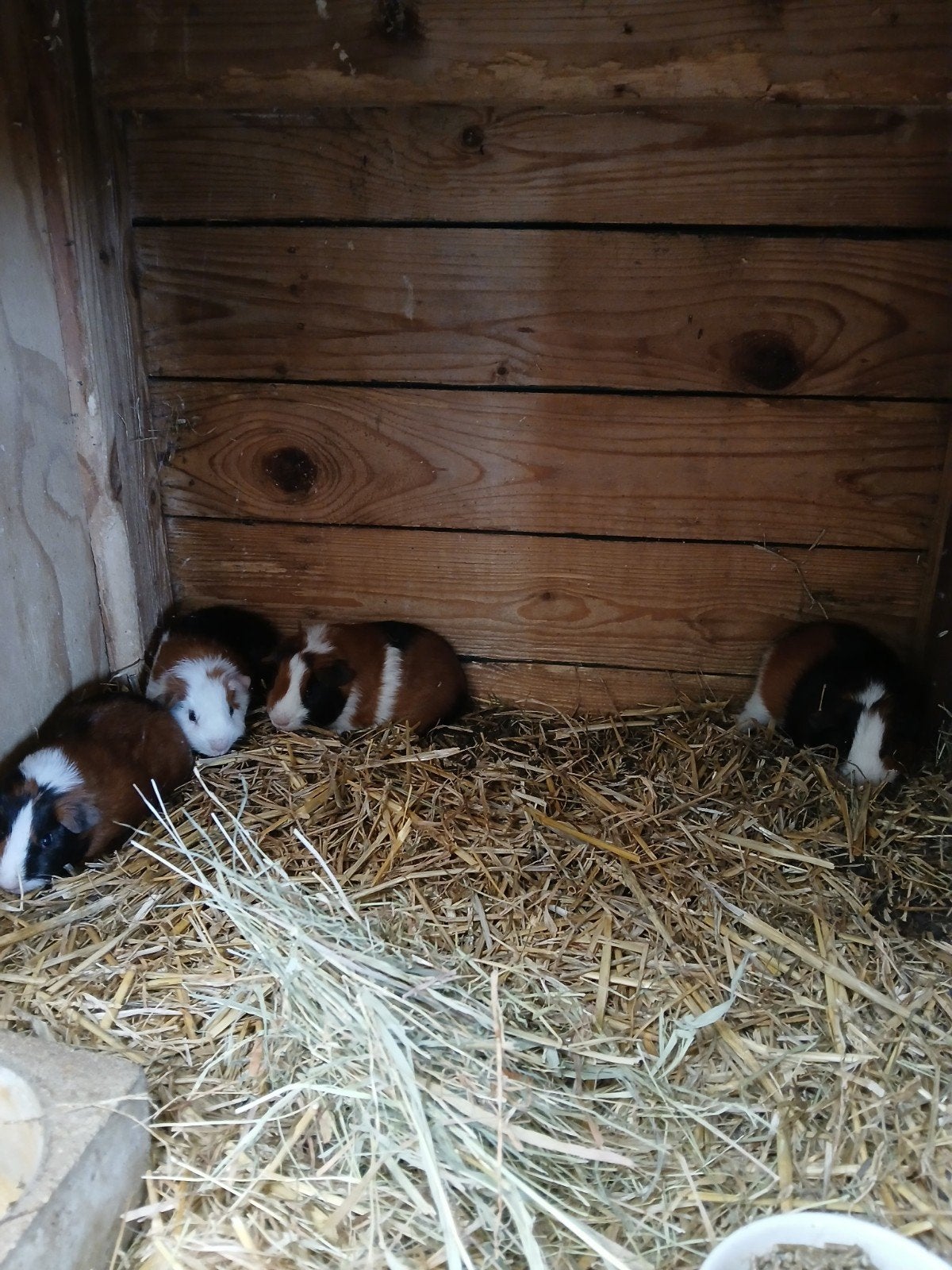 4 gladhaar beertjes, Dieren en Toebehoren, Mei, Mannelijk, Cavia