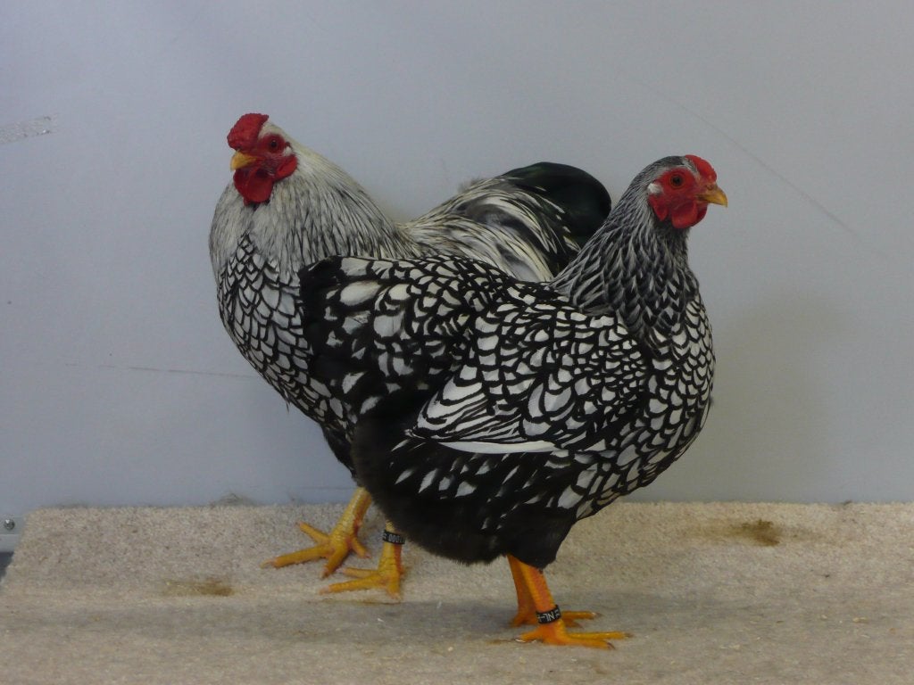 wyandotte kriel / kip / kippen, Vrouwelijk, Kip