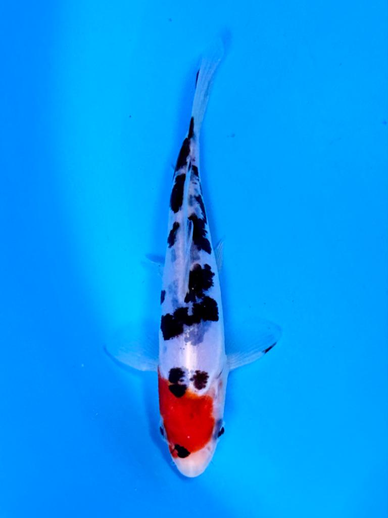 Doitsu Tancho Sanke 14-18cm Kase Japanse koi, Dieren en Toebehoren, Karper of Koi
