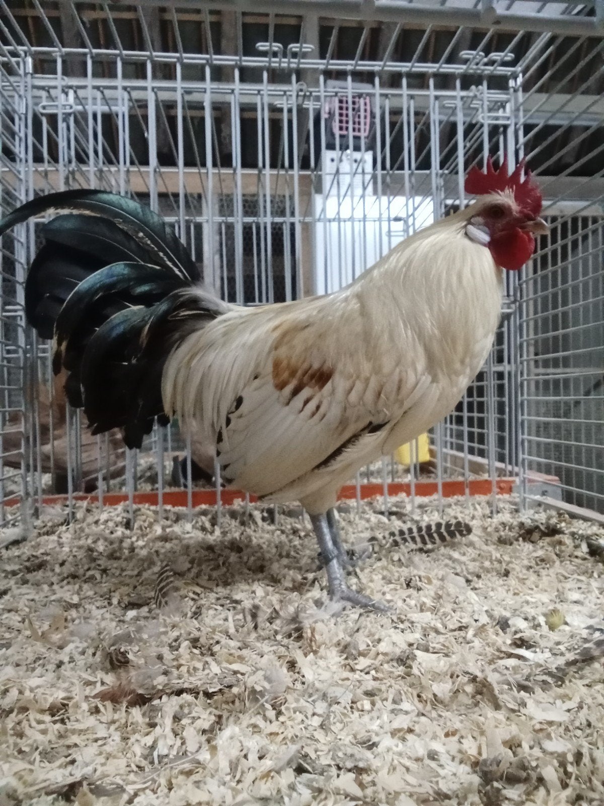 2 mooie citroenpel kriel hanen., Dieren en Toebehoren, Mannelijk, Kip